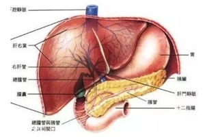 胆囊里的石头从何而来？胆汁形成胆结石
